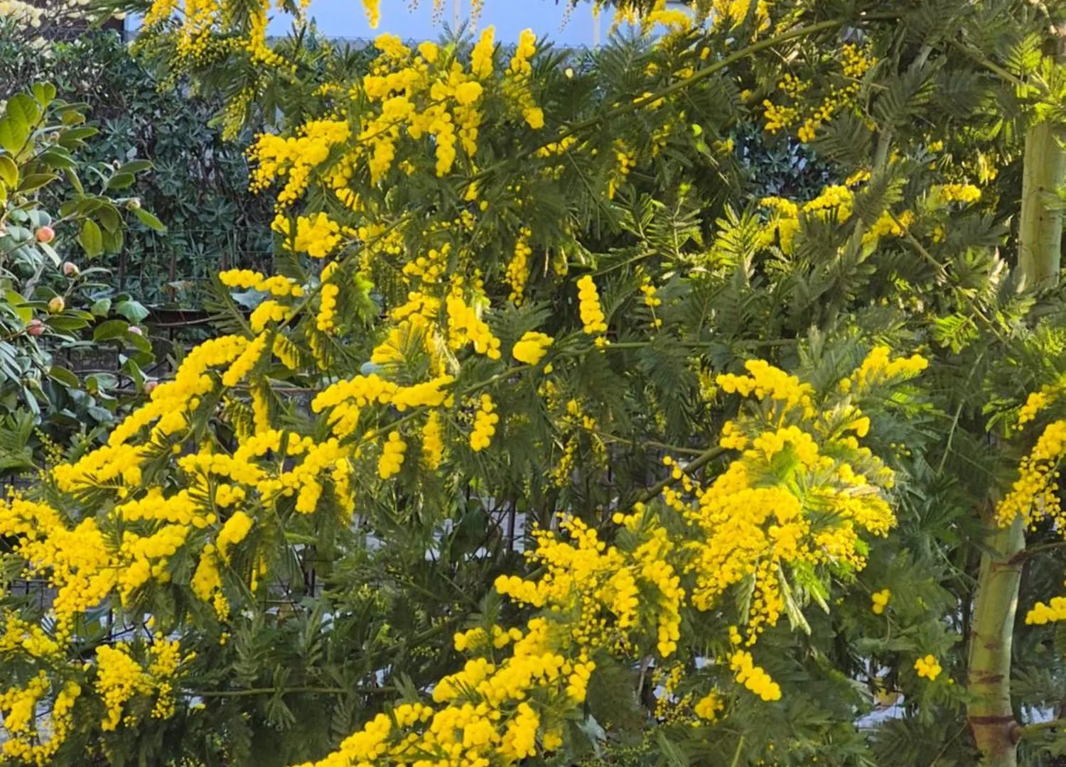 Le Mimose Holiday House Di Como - Grandate